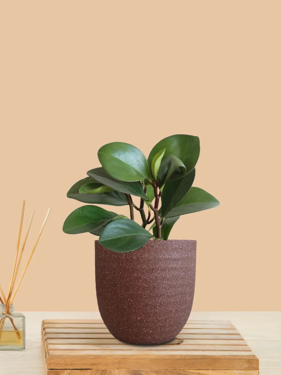 Baby Rubber Red Edge (Small) in Eco Pot