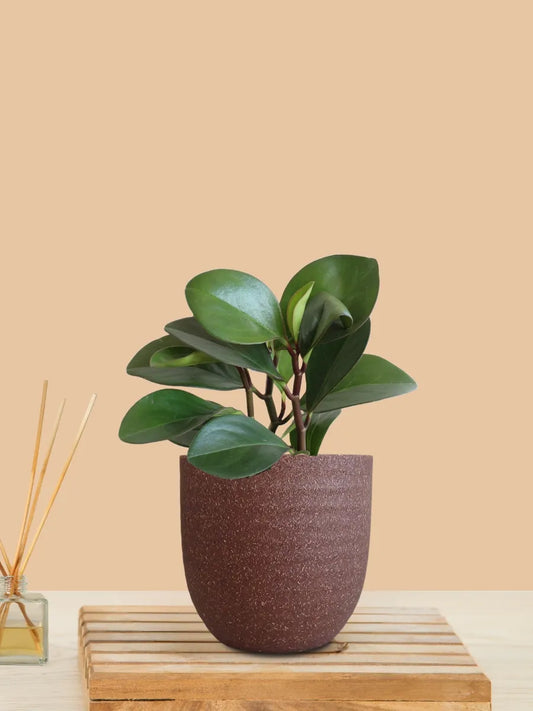 Baby Rubber Red Edge (Small) in Eco Pot