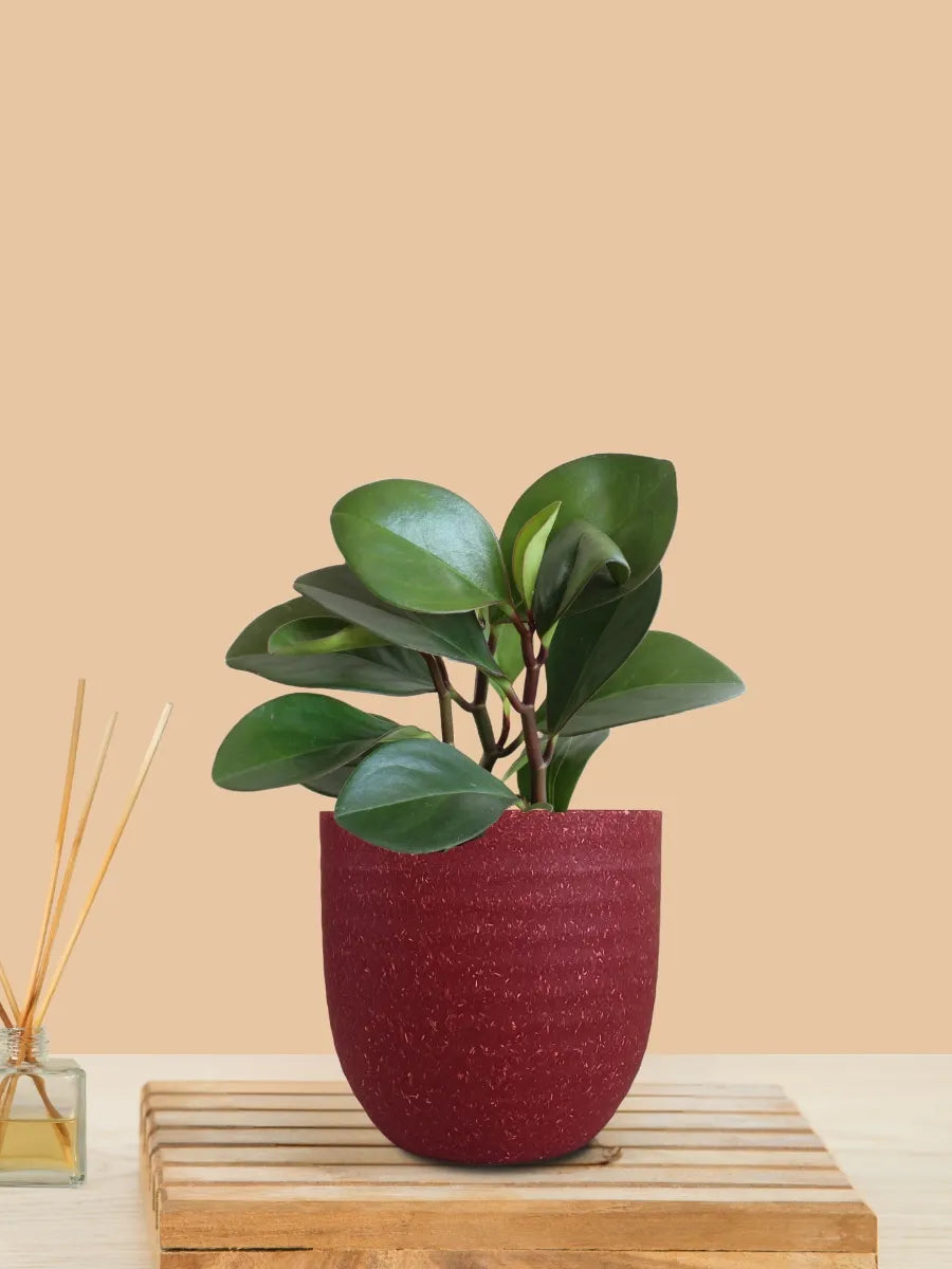 Baby Rubber Red Edge (Small) in Eco Pot