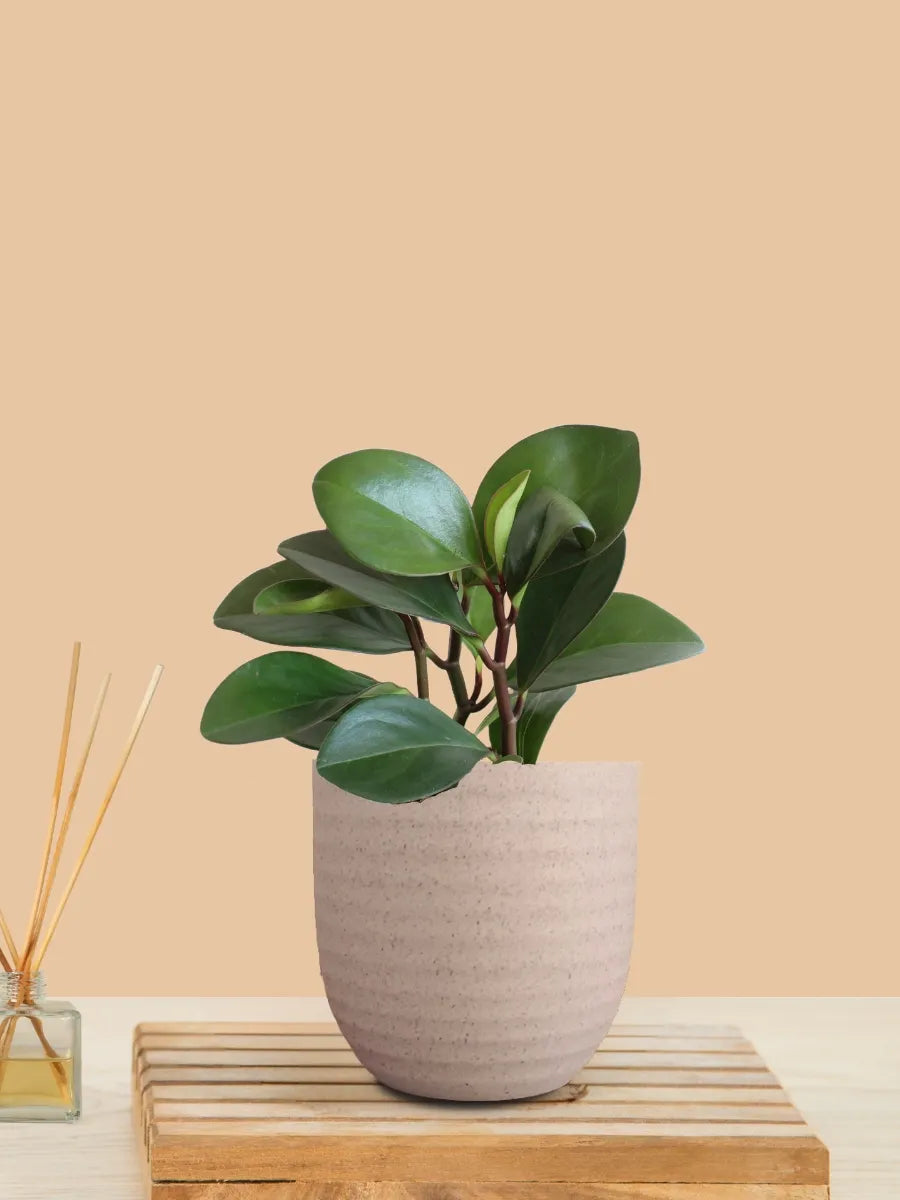 Baby Rubber Red Edge (Small) in Eco Pot