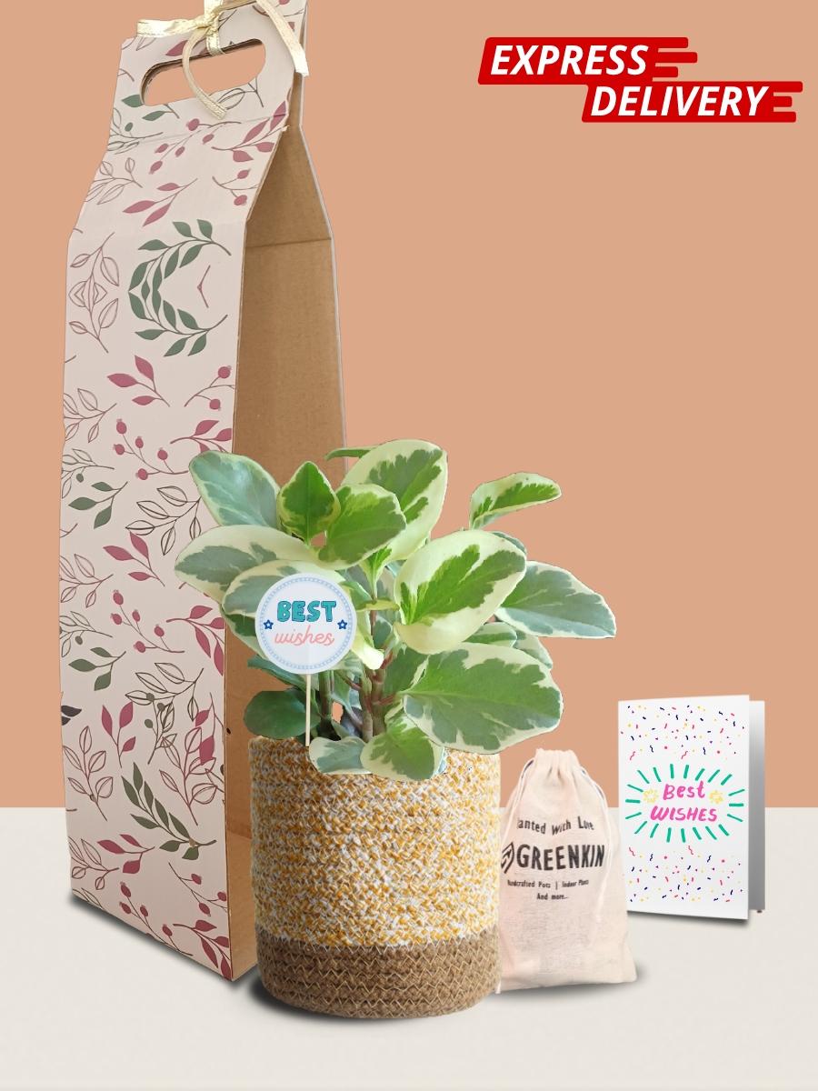 Baby Rubber Variegated Plant Gift in Eco Pot (Medium)