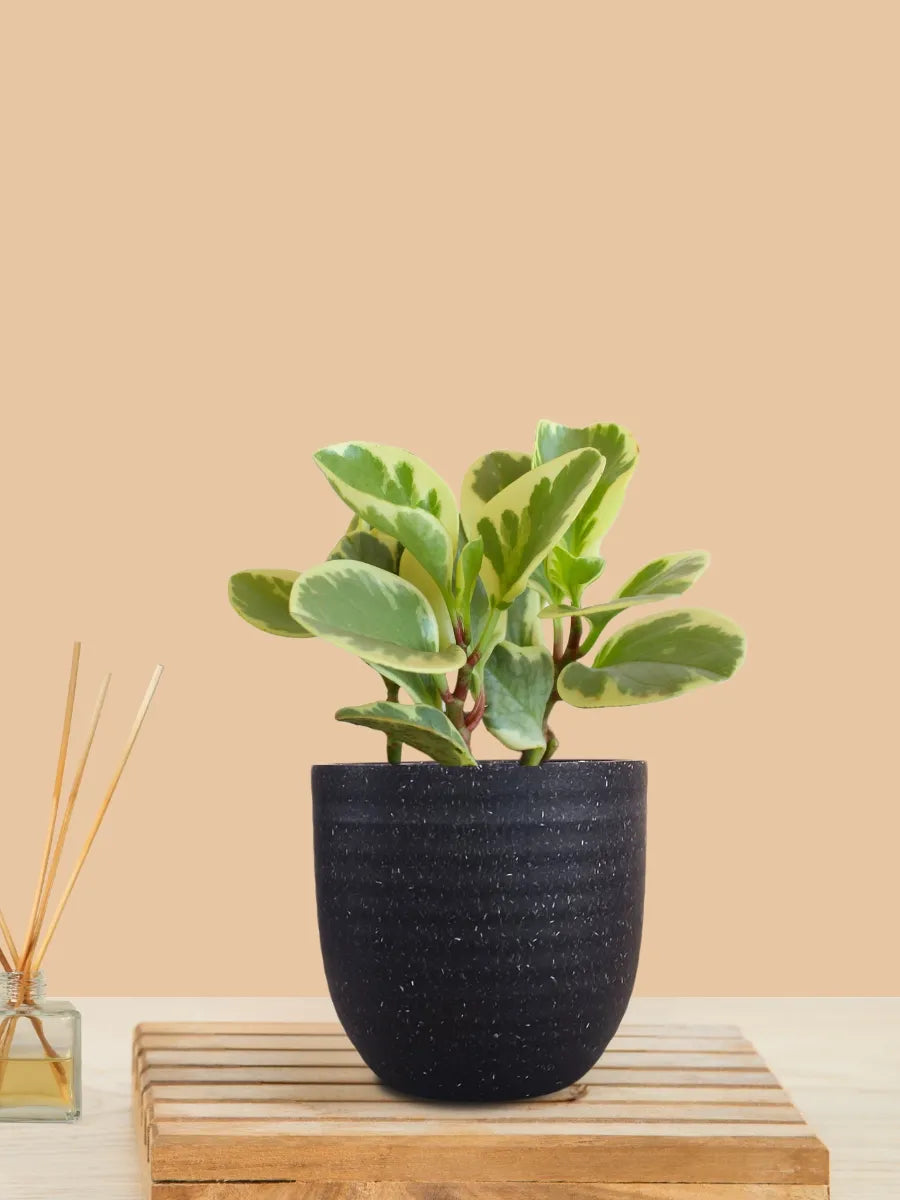 Baby Rubber Variegated (Small) in Eco Pot