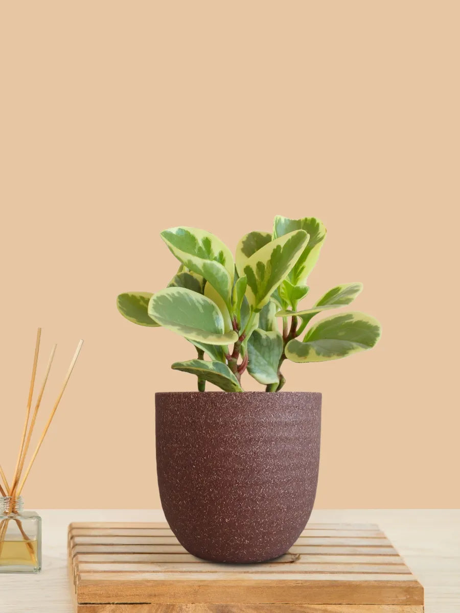 Baby Rubber Variegated (Small) in Eco Pot