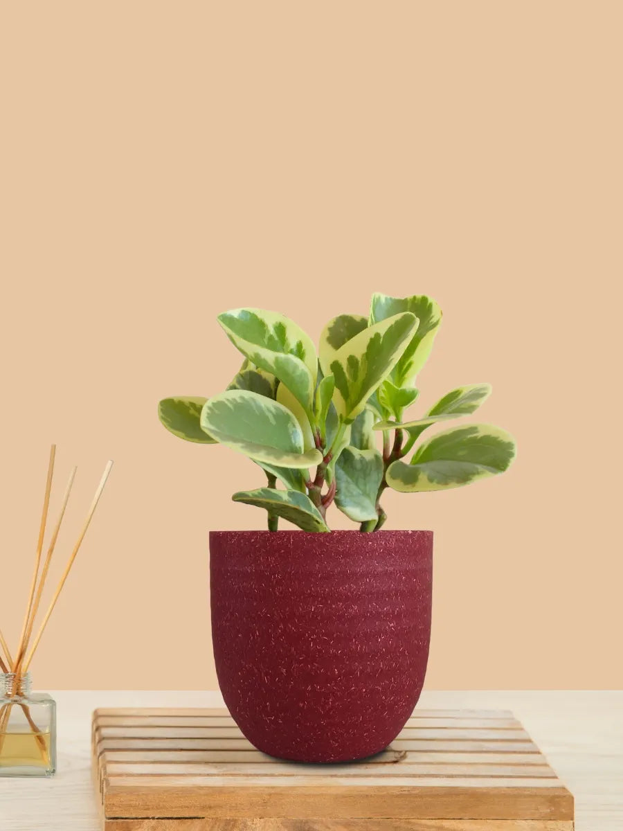 Baby Rubber Variegated (Small) in Eco Pot
