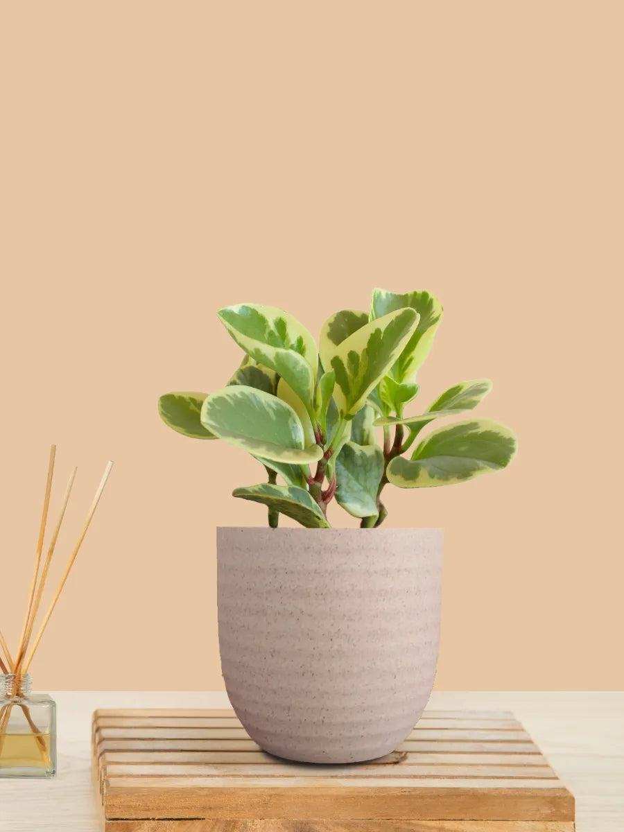 Baby Rubber Variegated (Small) in Eco Pot