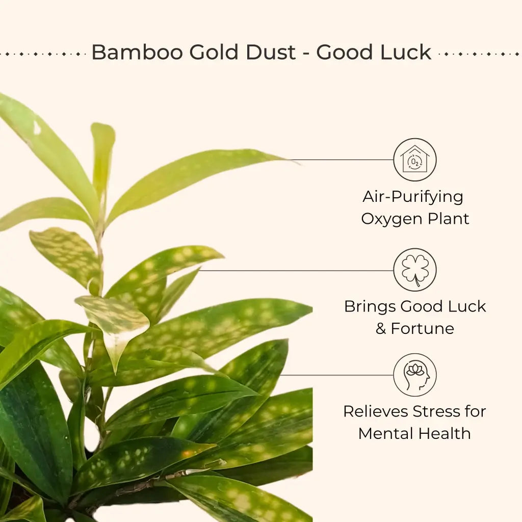 Air Purifying Plants Combo for Home in Eco Pots (Small)
