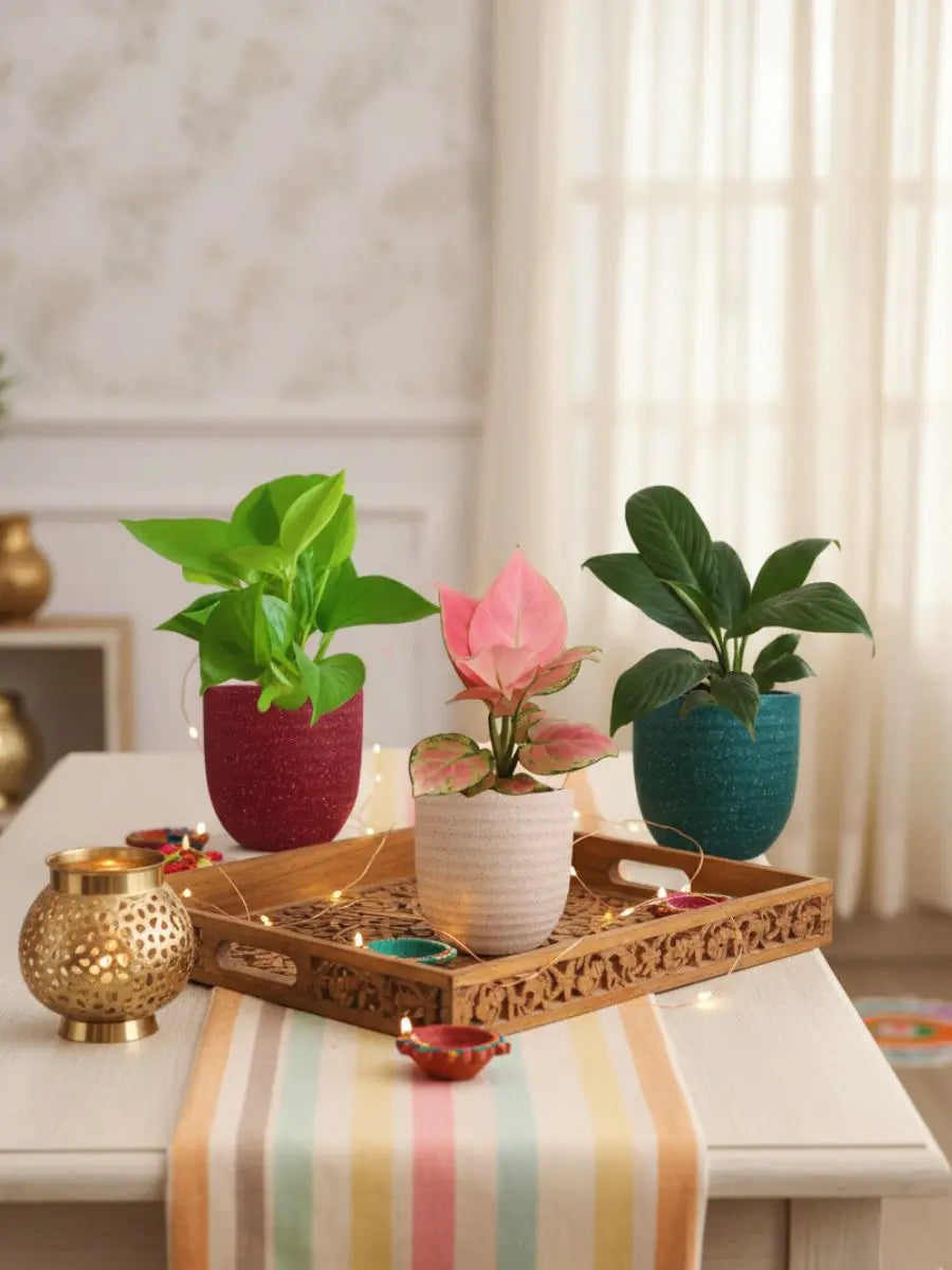 small pot plants for bedroom Bedroom Plants Combo for Better Sleep (Small) – Greenkin