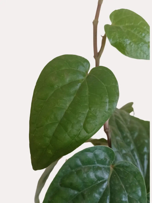 Betel Leaf Plant - Magai Paan (Small) in Eco Pot