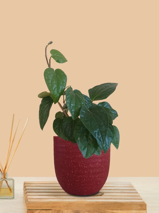 Betel Leaf Plant - Magai Paan (Small) in Eco Pot