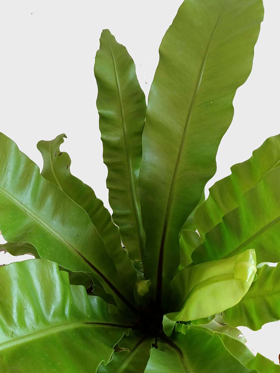 Bird's Nest Fern (X-Large)