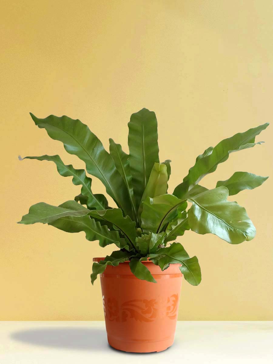 Bird's Nest Fern (X-Large)