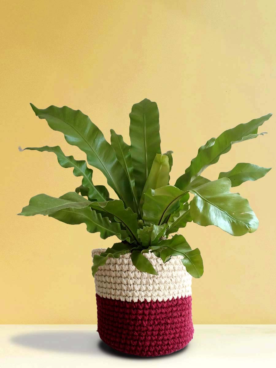 Bird's Nest Fern (X-Large)