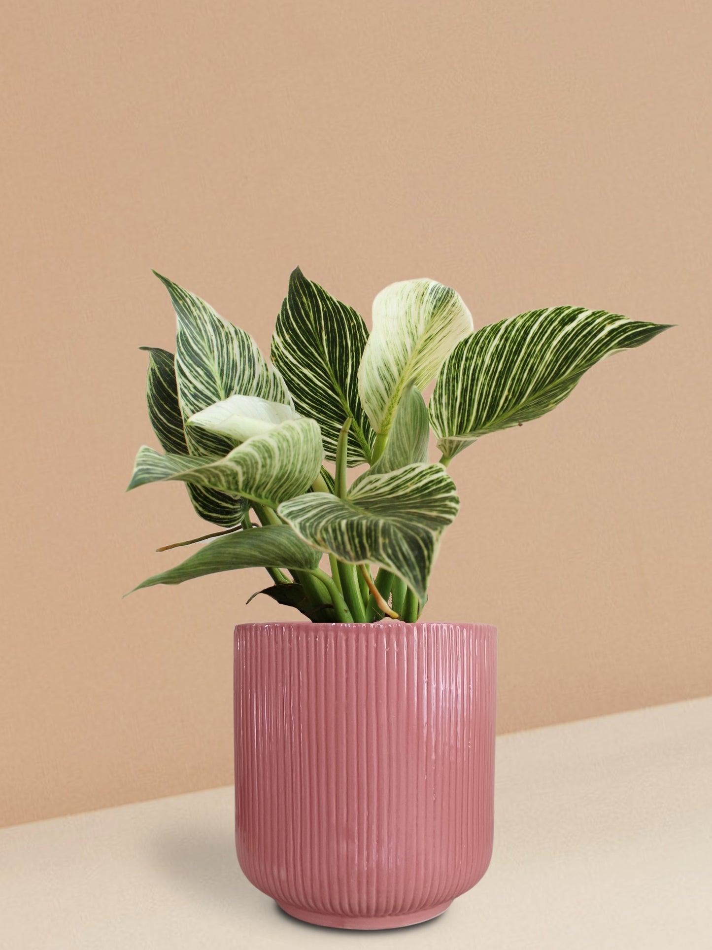 Birkin Philodendron Plant in Ceramic Pot (Large)