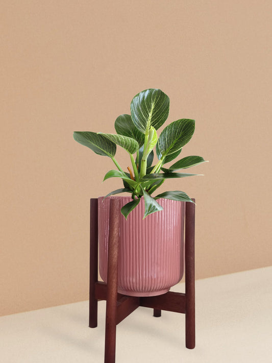Birkin Philodendron Plant in Ceramic Pot (Medium)