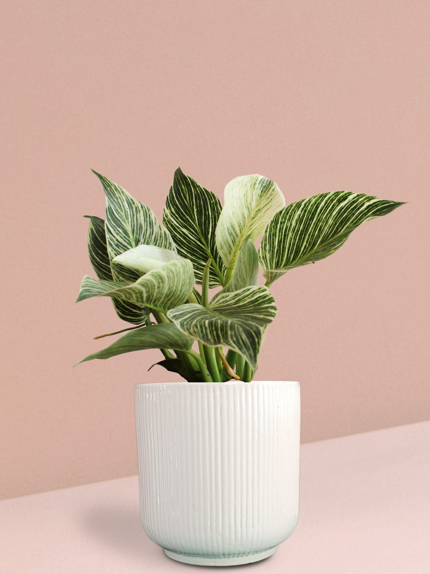Birkin Philodendron Plant in Ceramic Pot (Large)