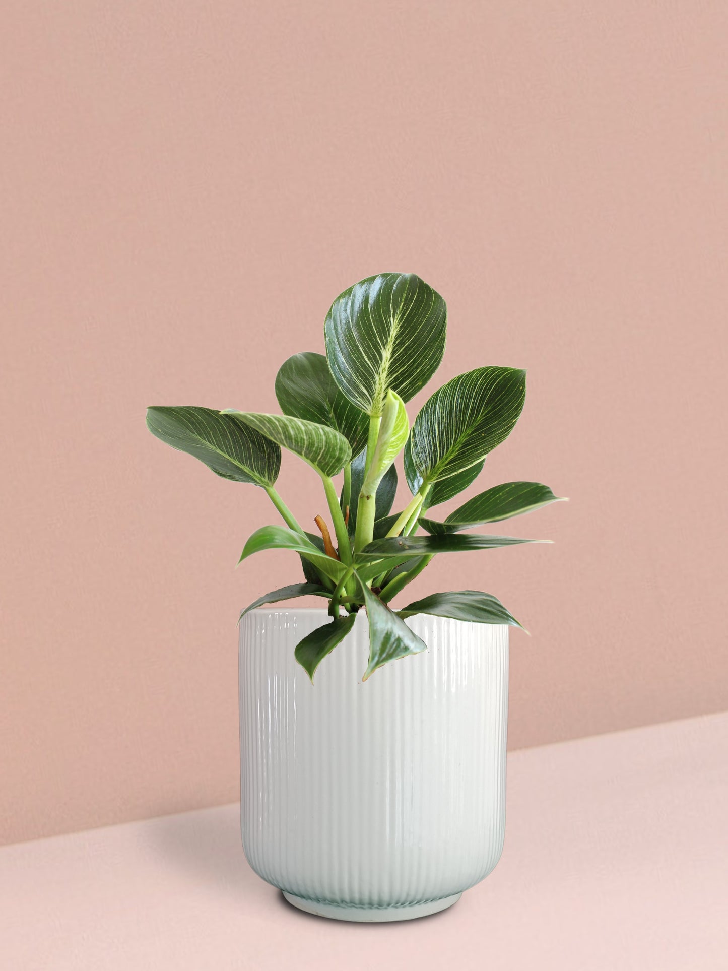 Birkin Philodendron Plant in Ceramic Pot (Medium)