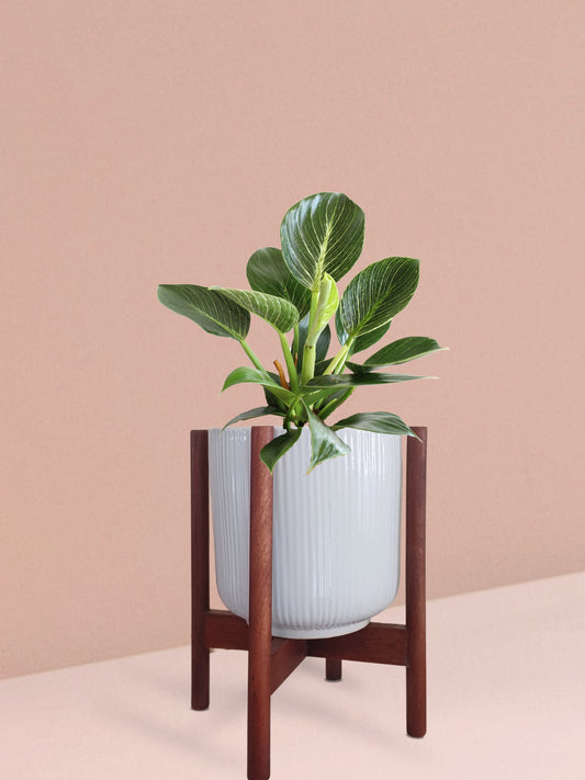 Birkin Philodendron Plant in Ceramic Pot (Medium)