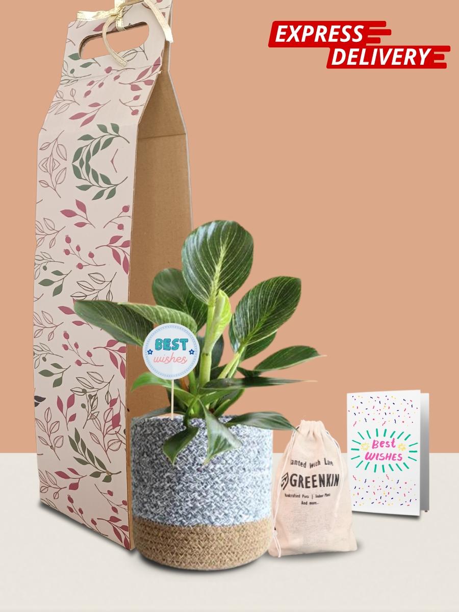 Birkin Plant Gift in Eco Pot (Medium)