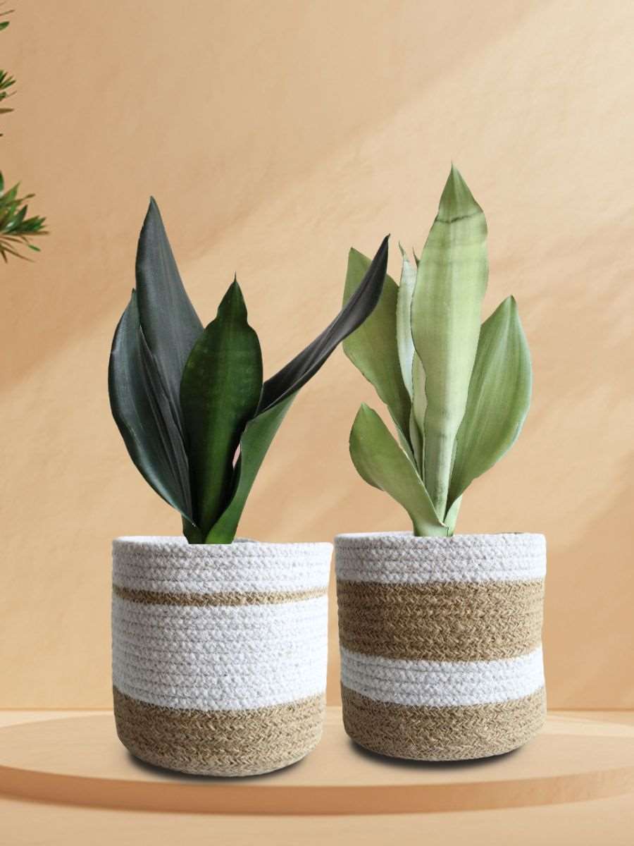 black and white snake plant Low Maintenance Black n White Snake Plants Duo – Greenkin