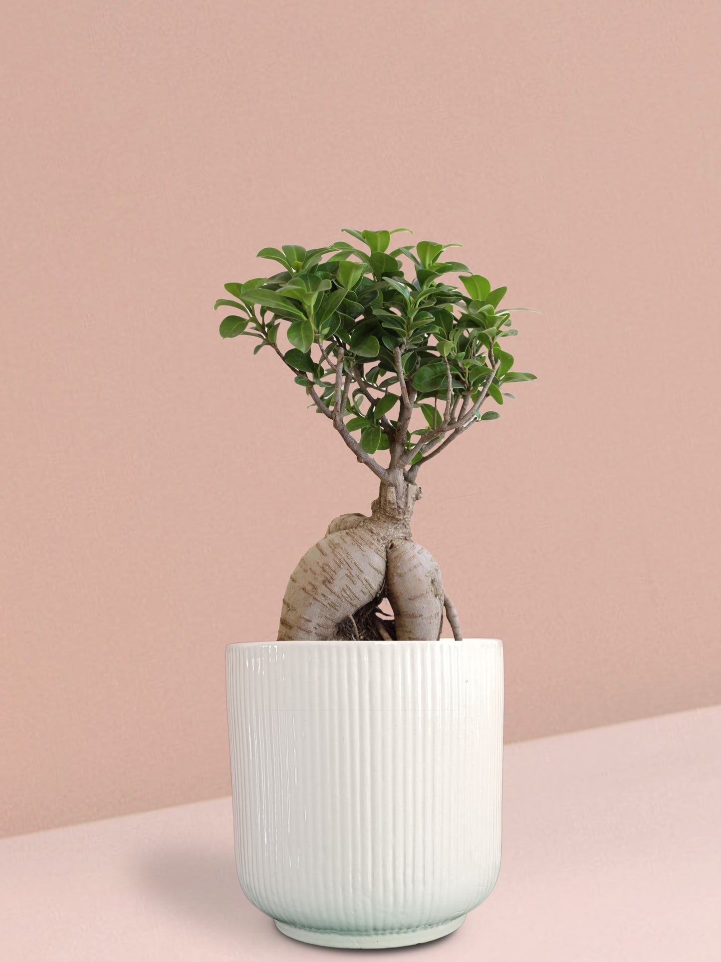 Ficus Ginseng Bonsai Plant in Ceramic Pot (Large)