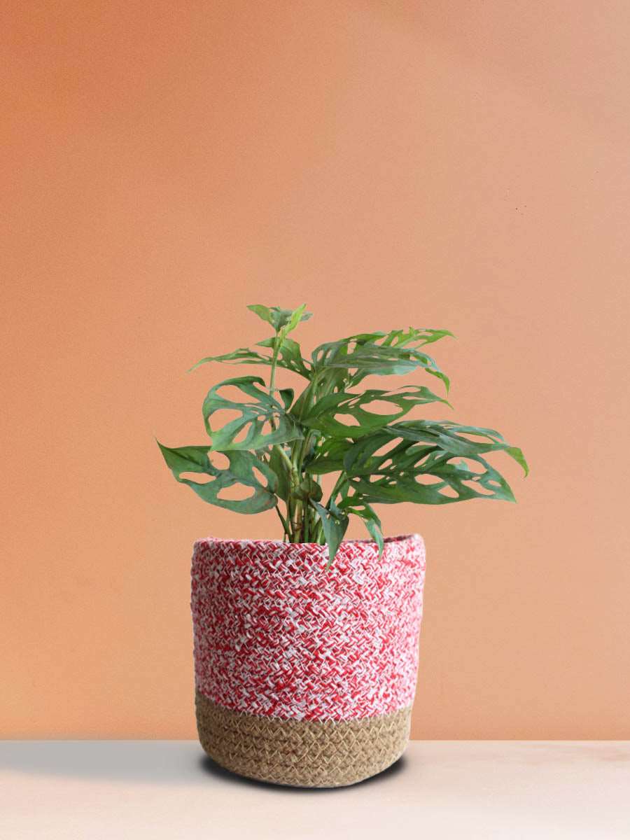 Broken Heart Plant (Medium)