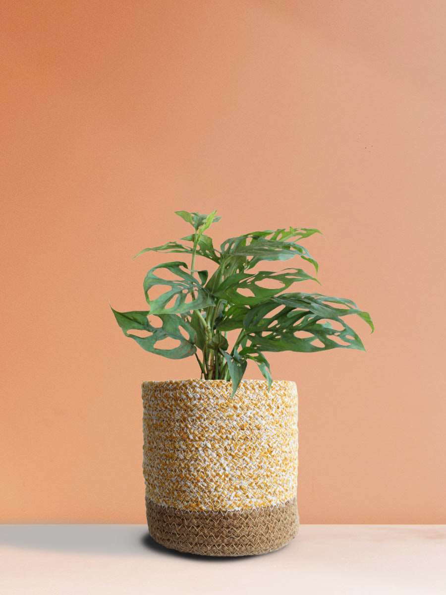 Broken Heart Plant (Medium)