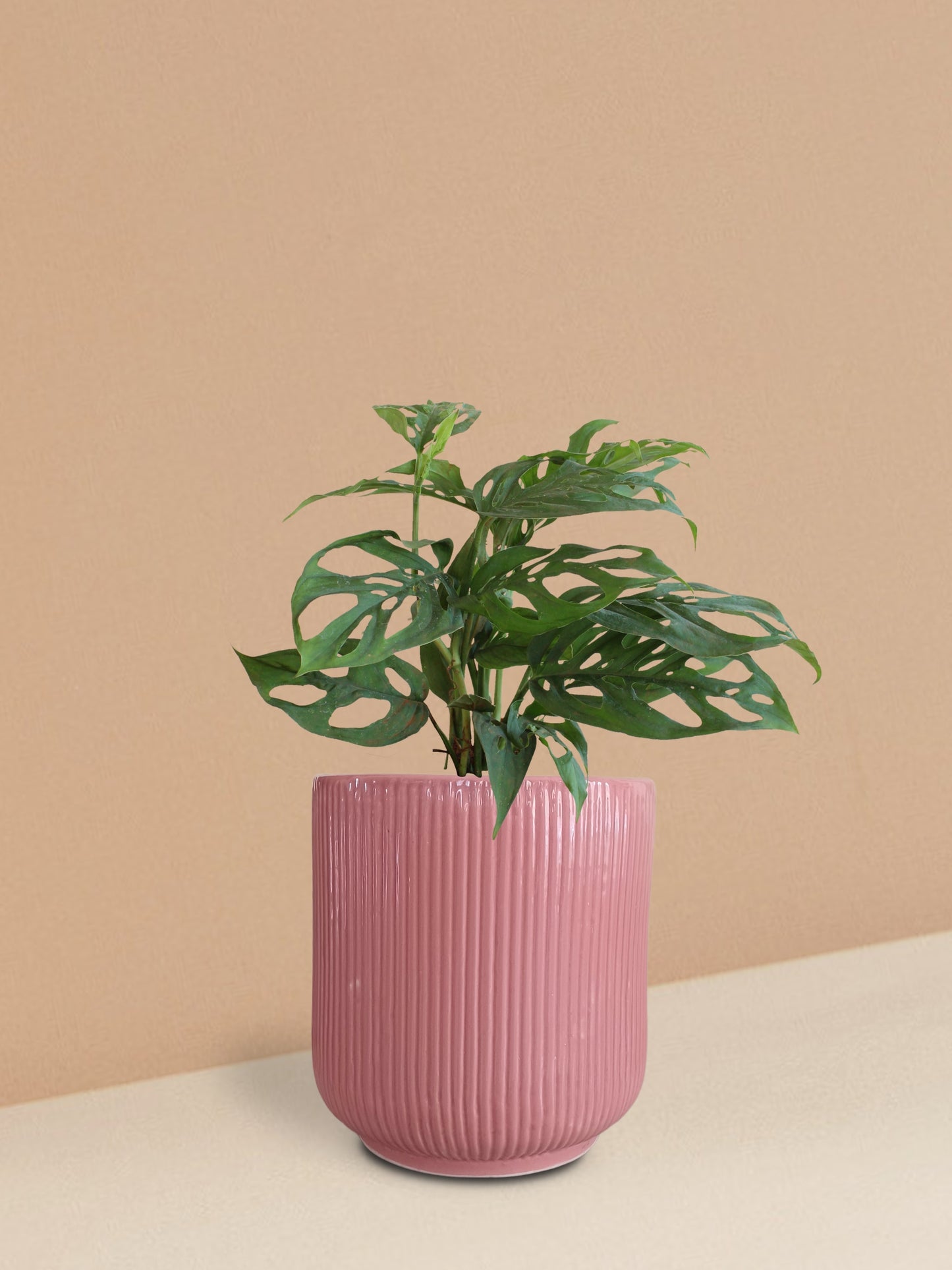 Broken Heart Plant in Ceramic Pot (Medium)