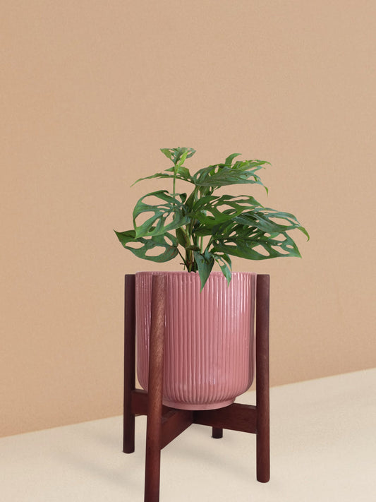 Broken Heart Plant in Ceramic Pot (Medium)