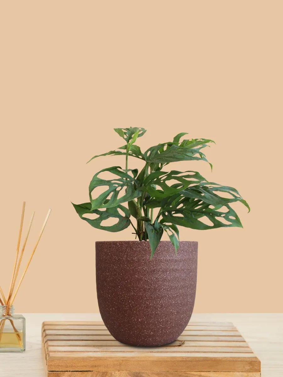 Broken Heart Plant (Small) in Eco Pot