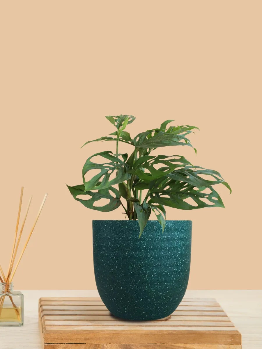 Broken Heart Plant (Small) in Eco Pot
