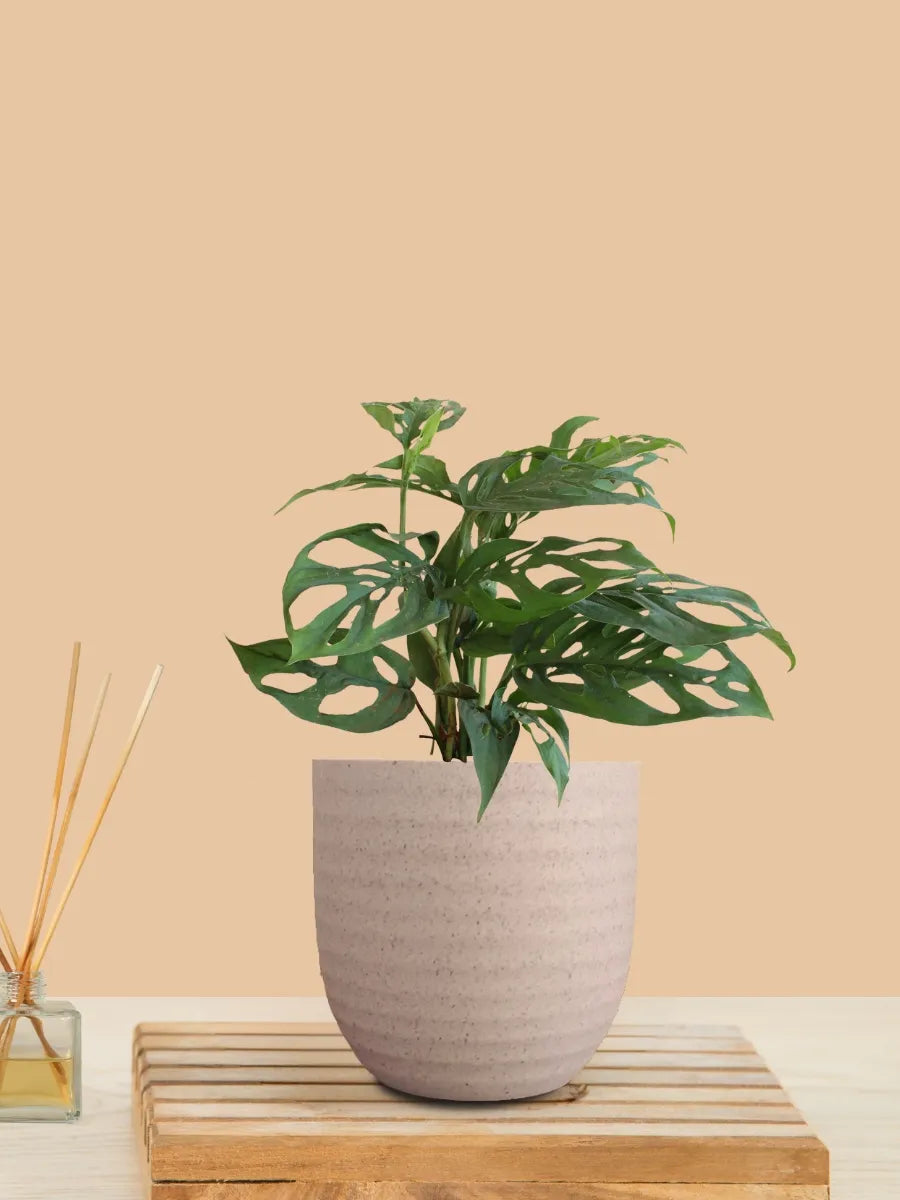 Broken Heart Plant (Small) in Eco Pot