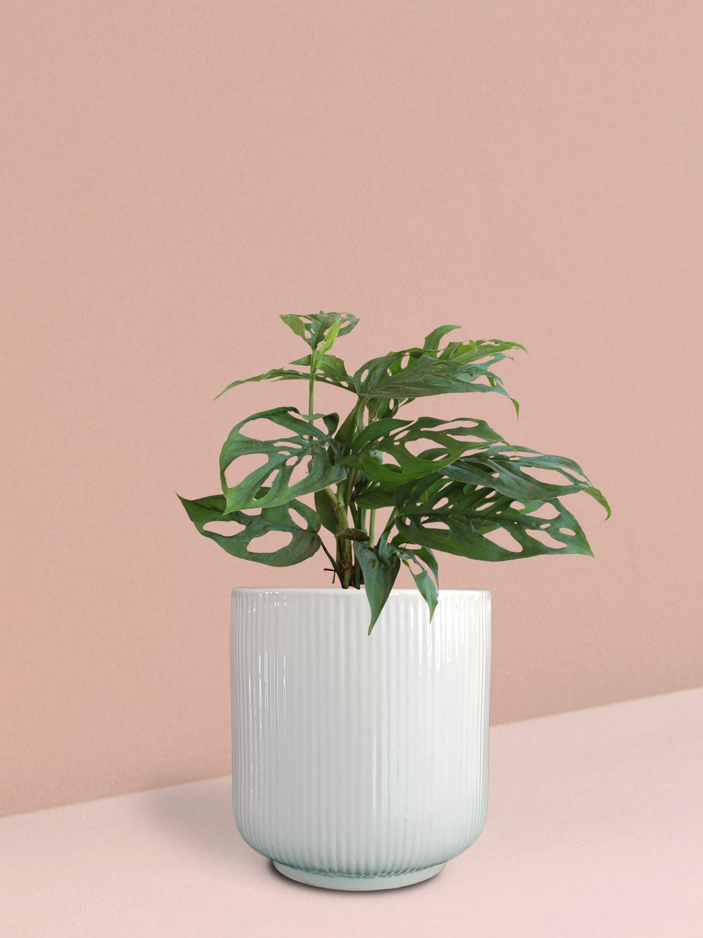 Broken Heart Plant in Ceramic Pot (Medium)