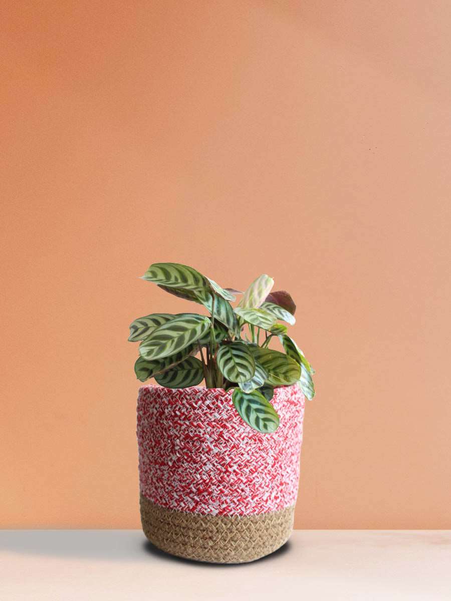 Calathea Burle Marx (Medium)