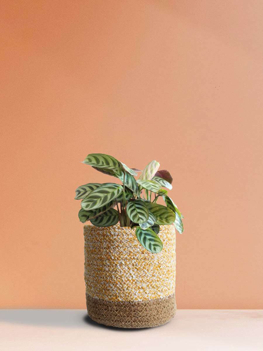 Calathea Burle Marx (Medium)