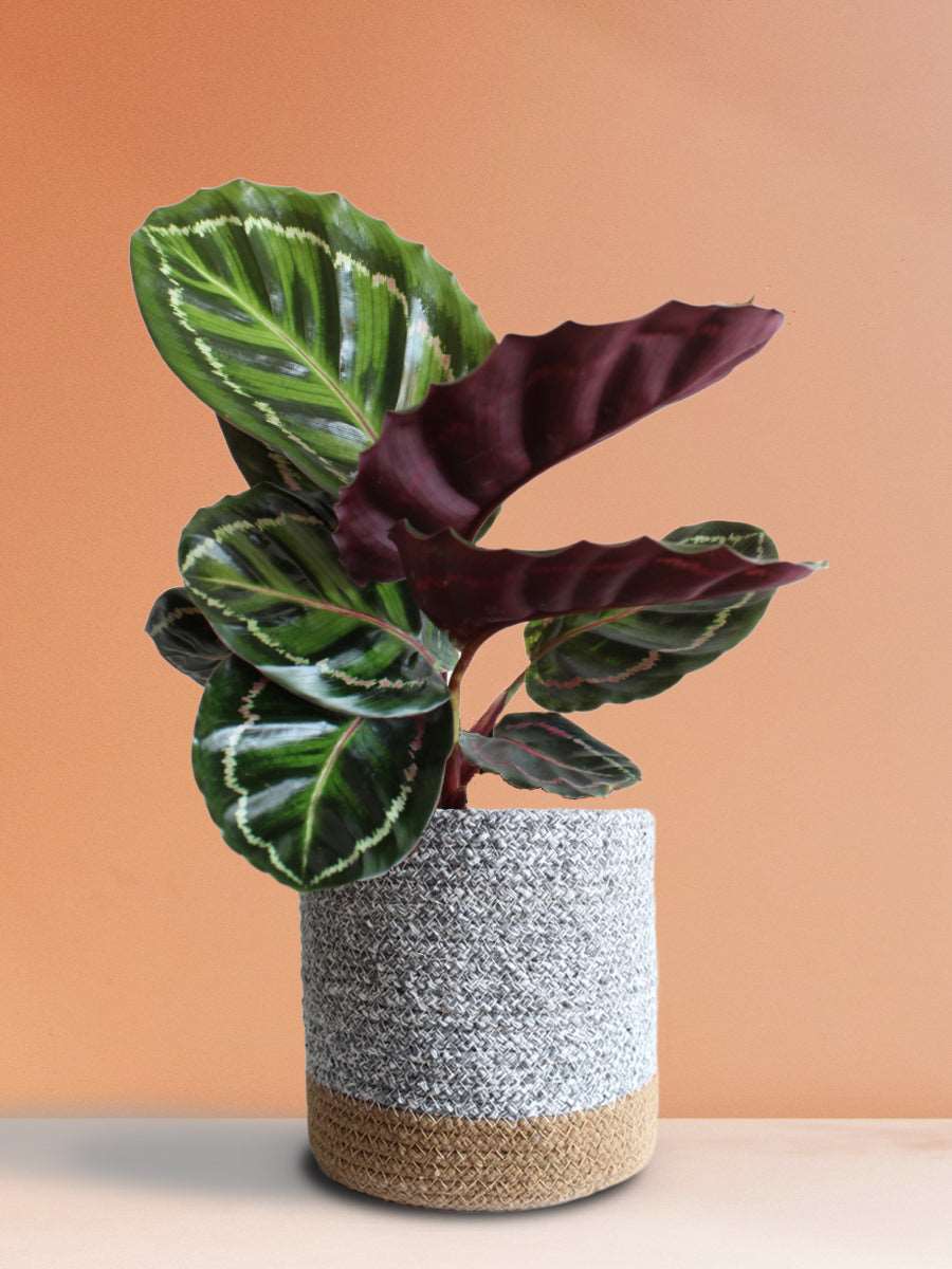 Calathea Roseopicta Illustris (Large)