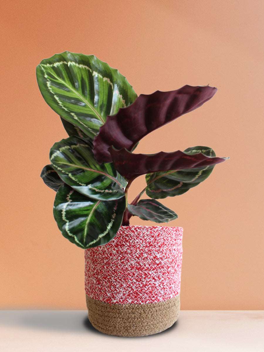 Calathea Roseopicta Illustris (Large)