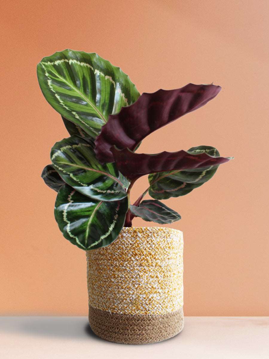Calathea Roseopicta Illustris (Large)