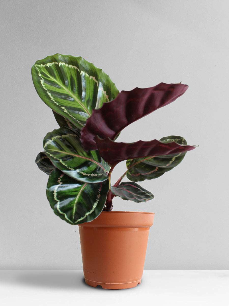Calathea Roseopicta Illustris (Large)