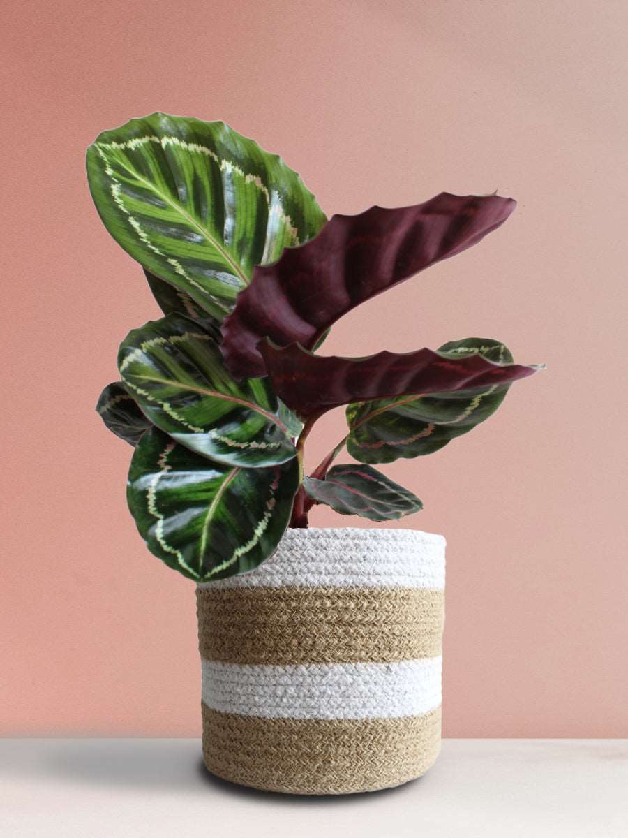 Calathea Roseopicta Illustris (Large)