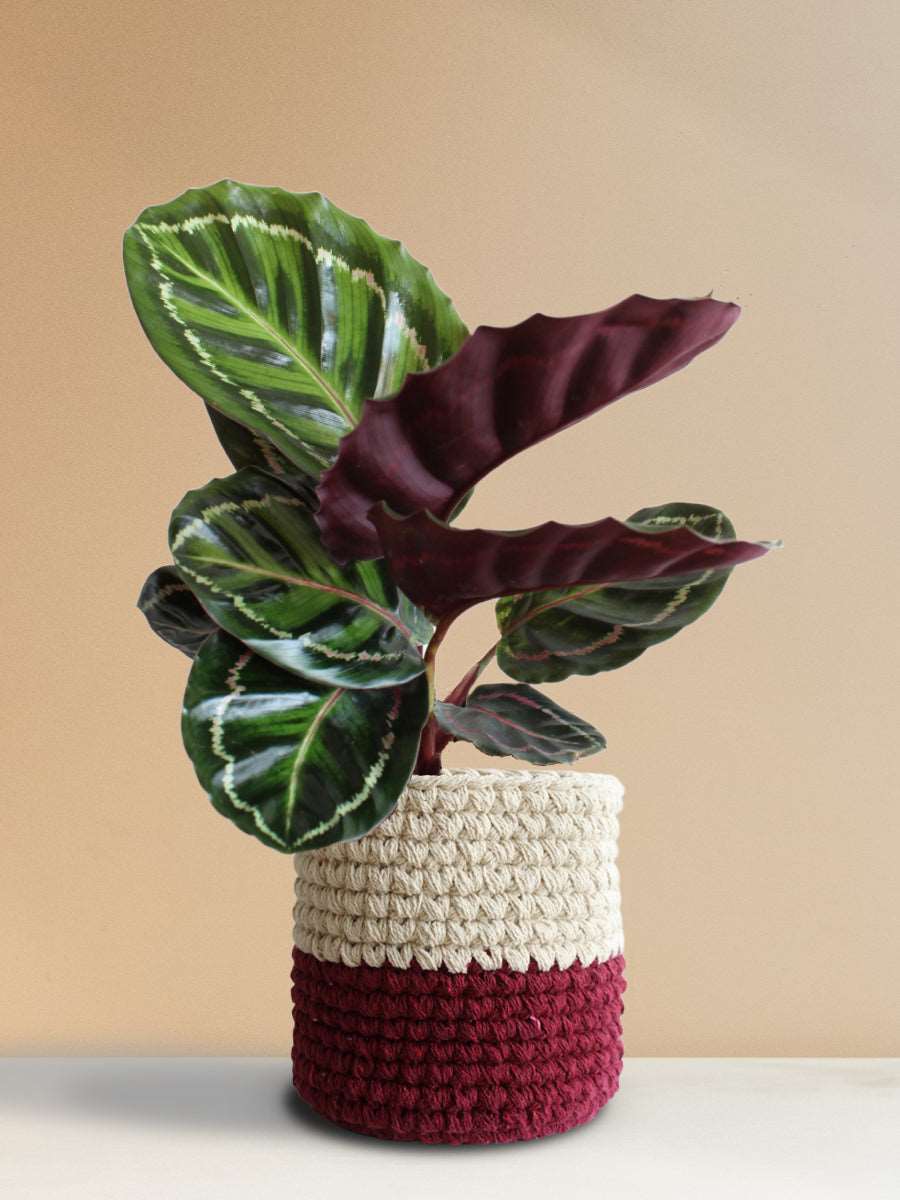 Calathea Roseopicta Illustris (Large)