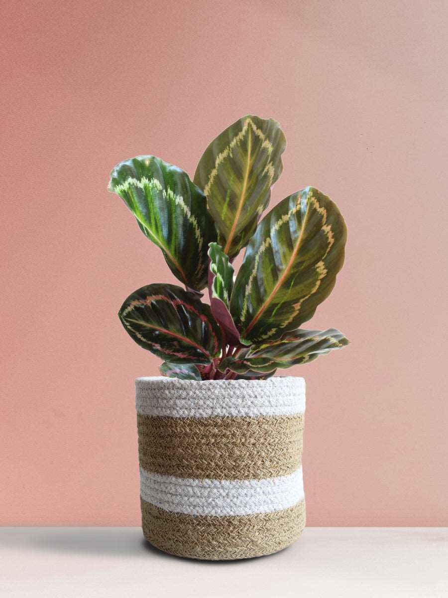 Calathea Roseopicta Illustris (Medium)