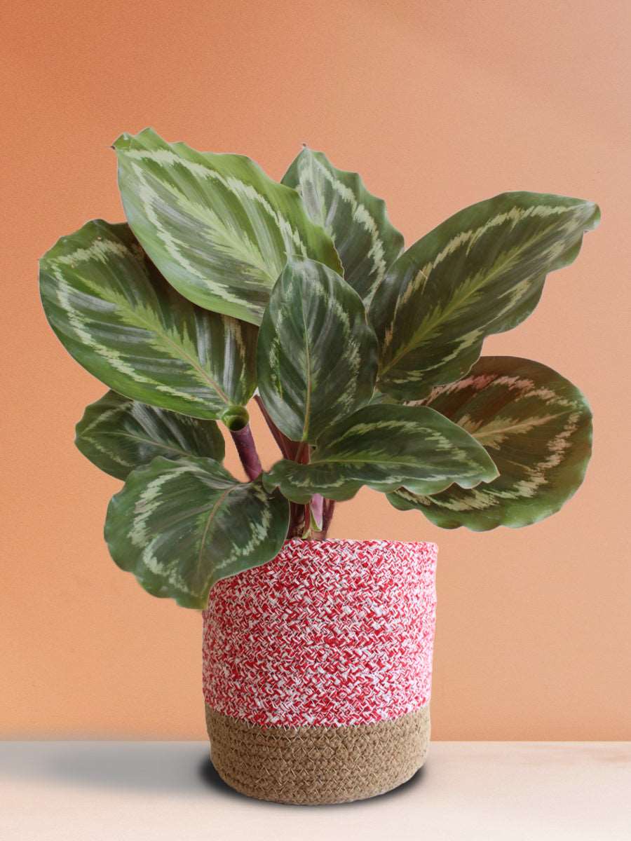 Calathea Roseopicta Medallion (Large)