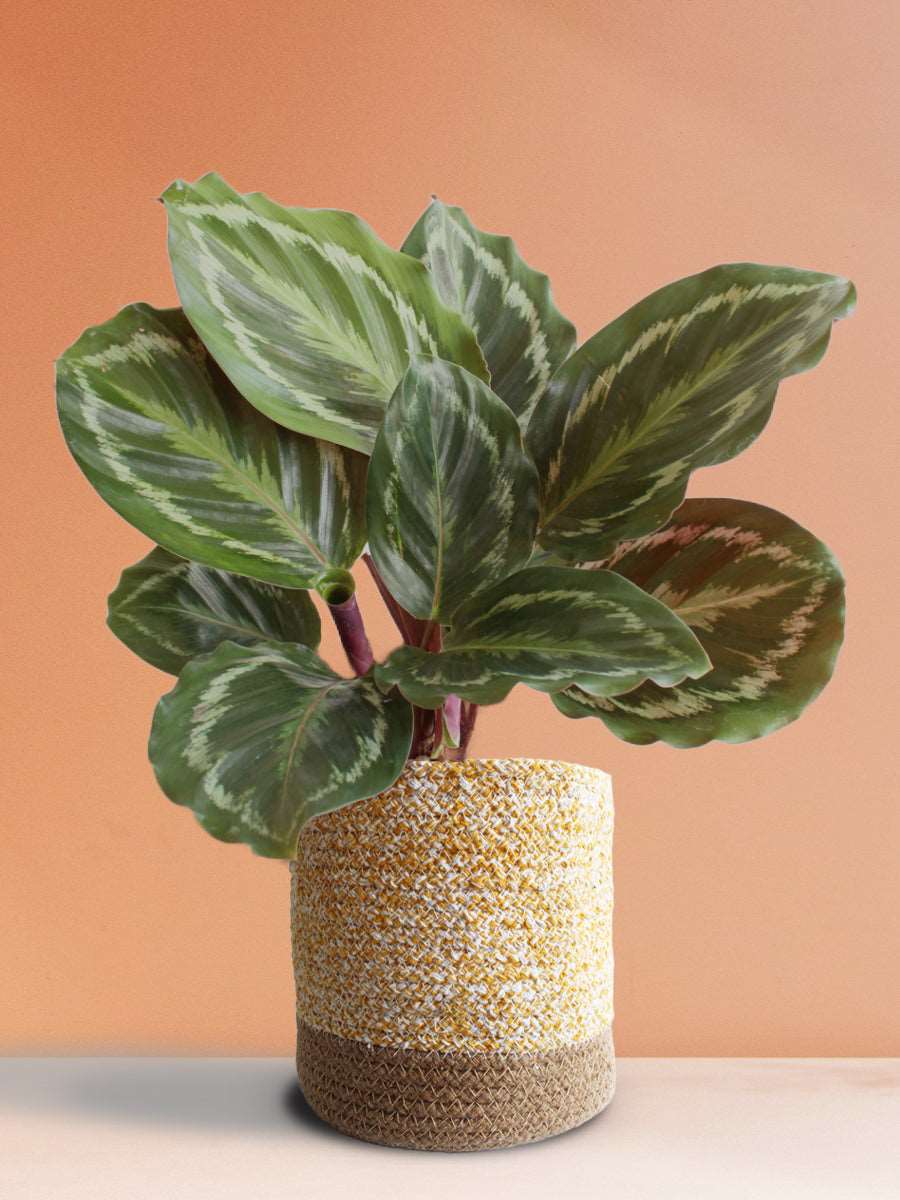 Calathea Roseopicta Medallion (Large)