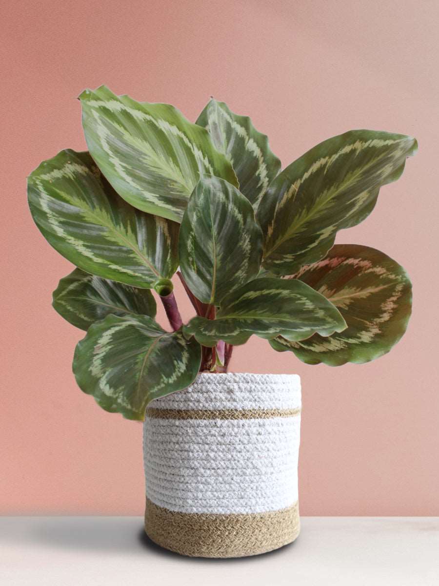 Calathea Roseopicta Medallion (Large)
