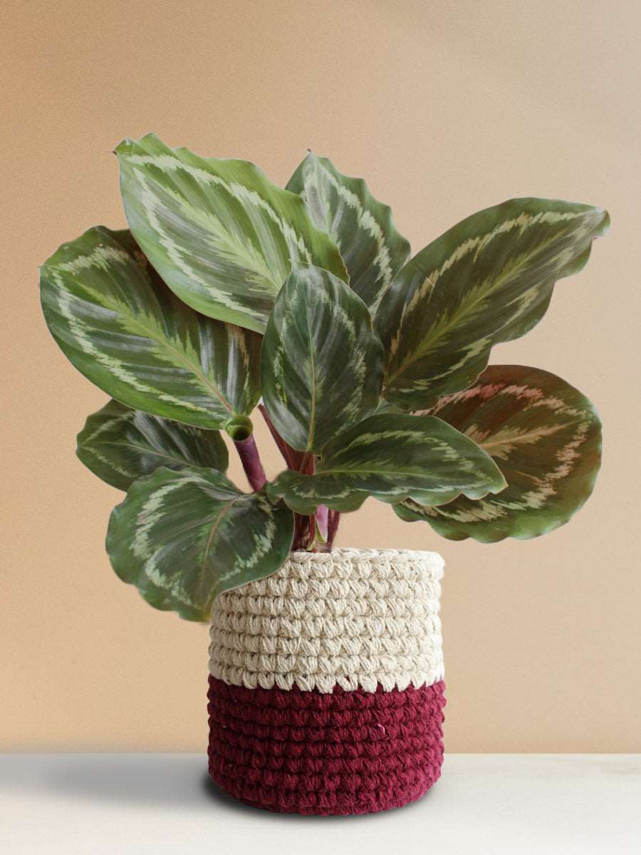 Calathea Roseopicta Medallion (Large)