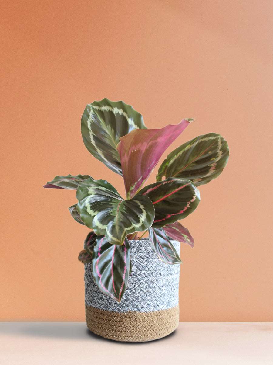 Calathea Roseopicta Medallion (Medium)