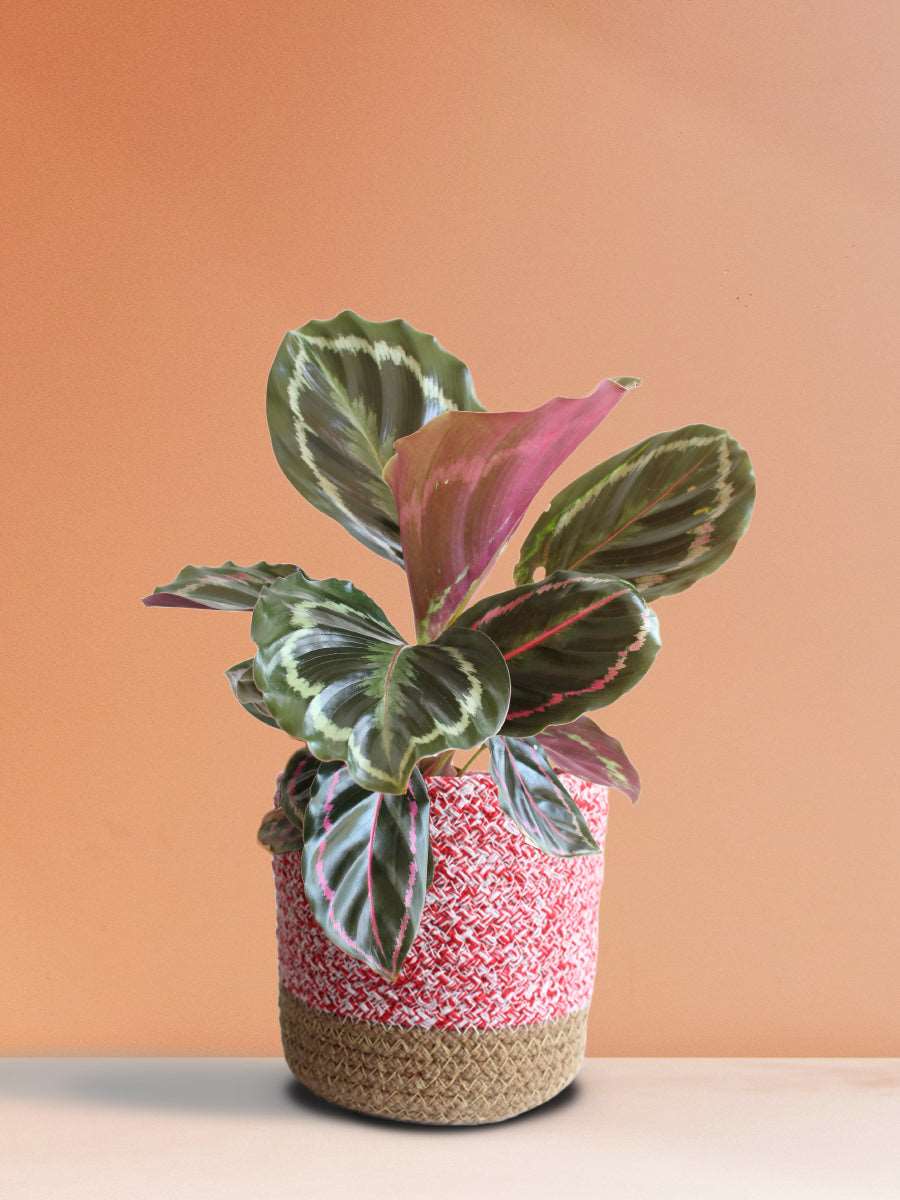 Calathea Roseopicta Medallion (Medium)