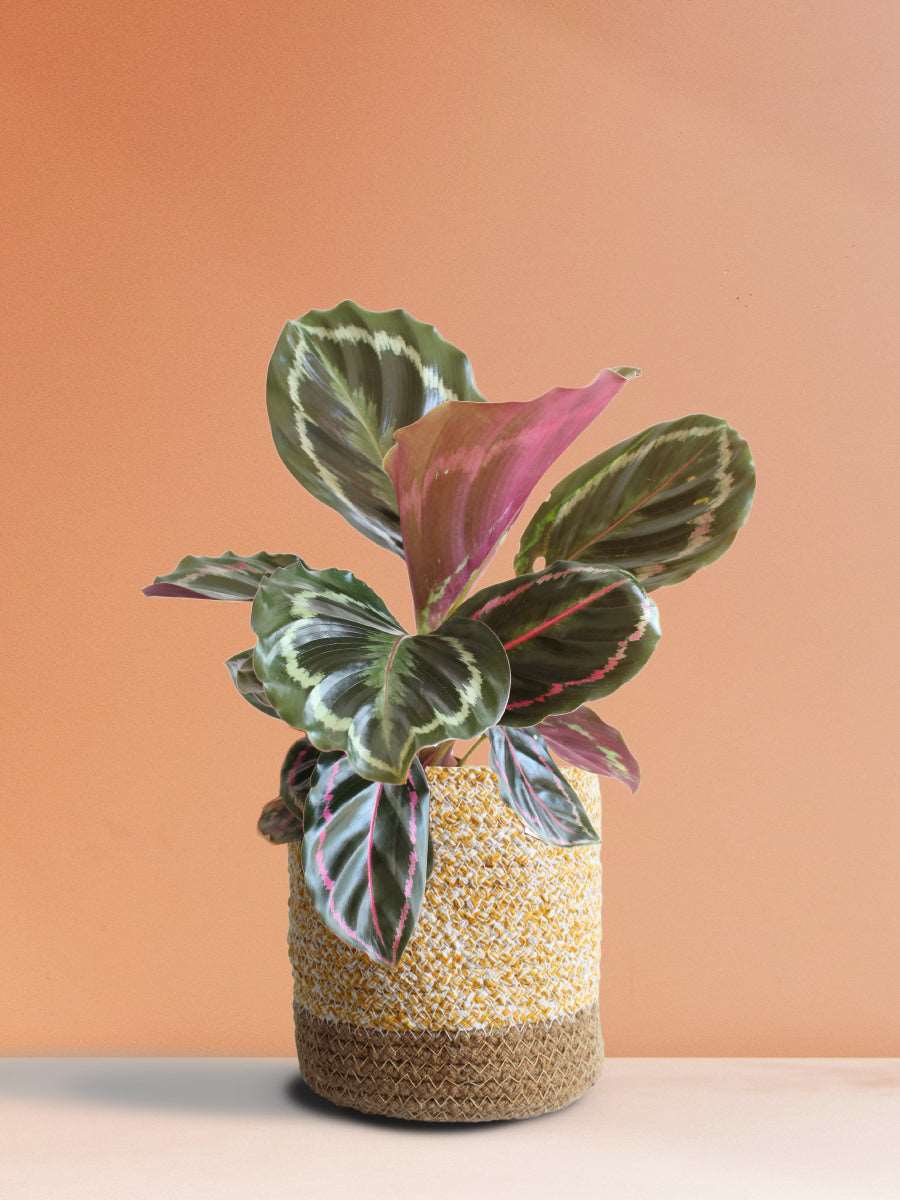 Calathea Roseopicta Medallion (Medium)