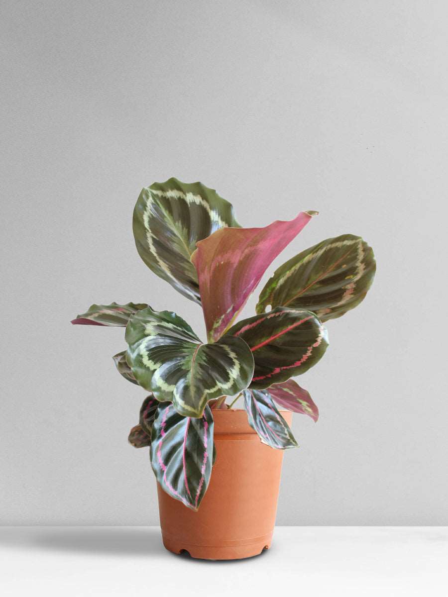 Calathea Roseopicta Medallion (Medium)