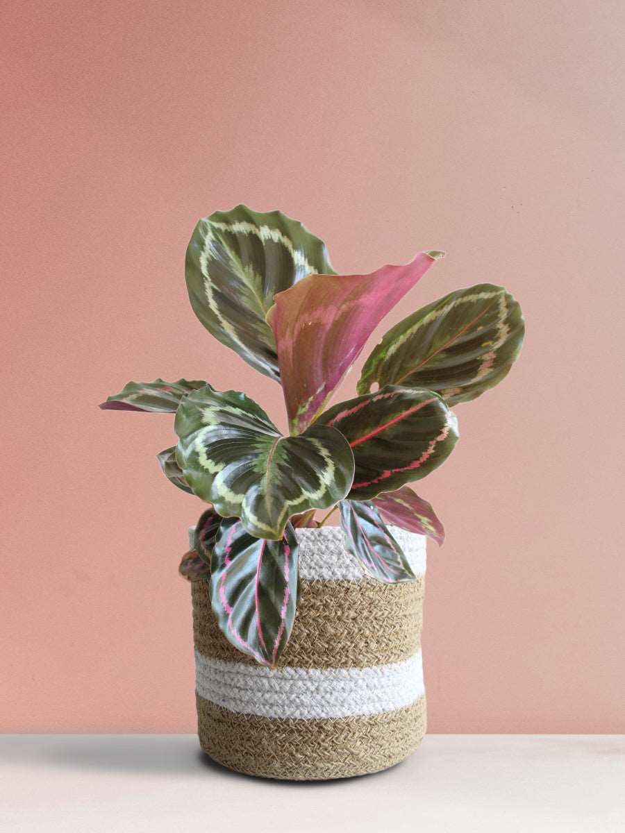 Calathea Roseopicta Medallion (Medium)